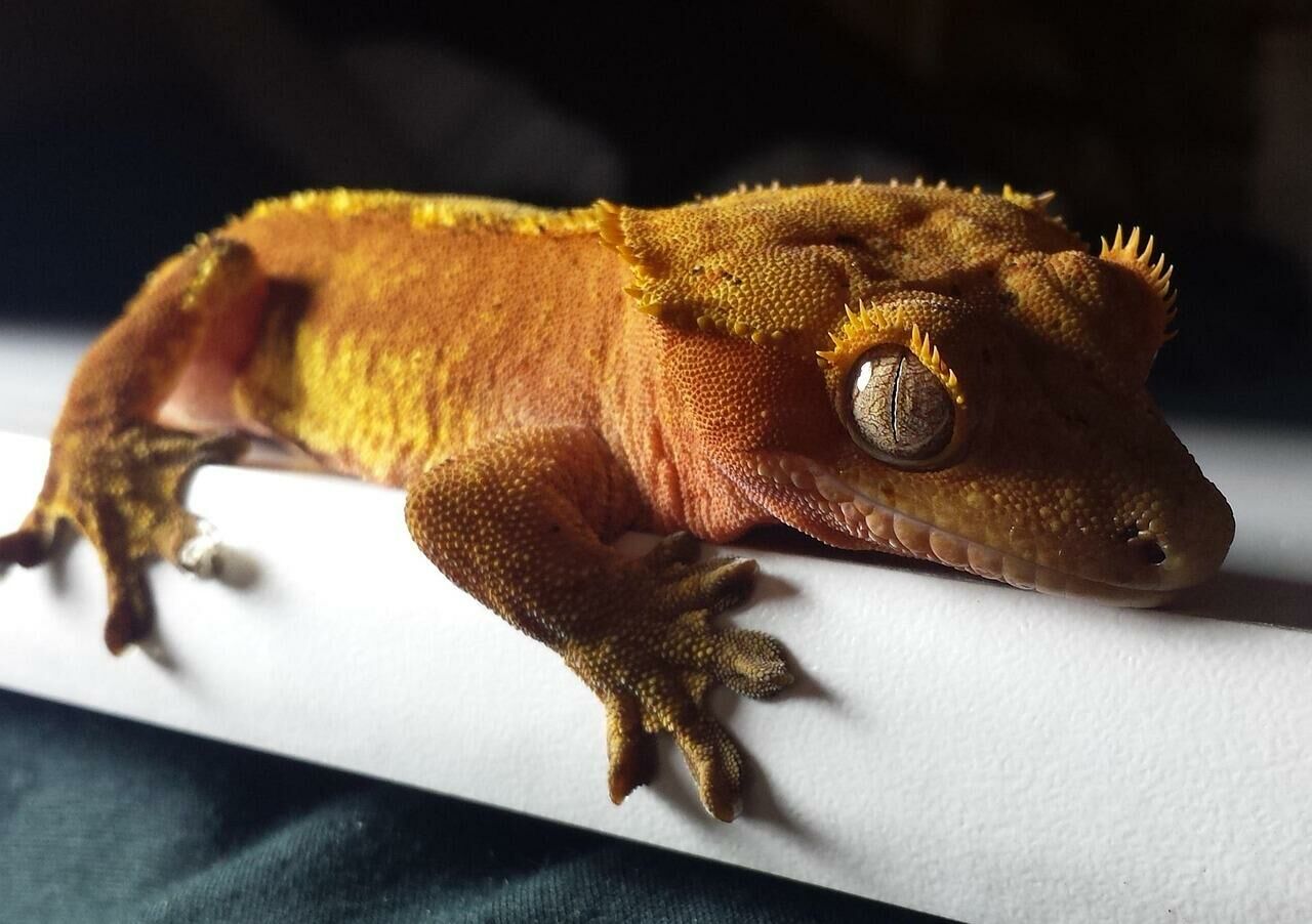 Imagem do Gecko de Crista